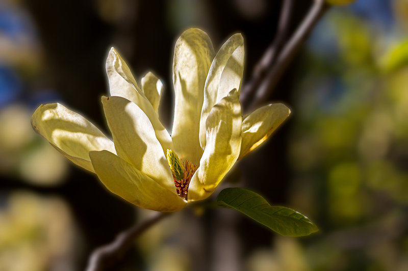 NY762.jpg :: A variety of colorful magnolias adorn the park at Highland

Highland Park, Rochester NY - Spring 2020