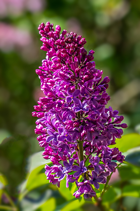 NY763.jpg :: In May Lilacs can often be seen emerging from budding to full petals

Highland Park, Rochester NY - Spring 2020