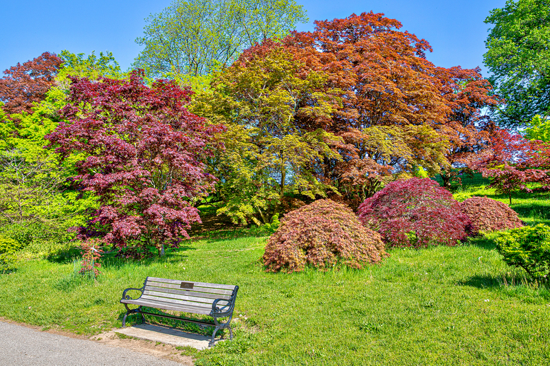 NY764.jpg :: Highland Park, on a hot May morning, displays it's waning hillside colors

Rochester NY - Spring 2020