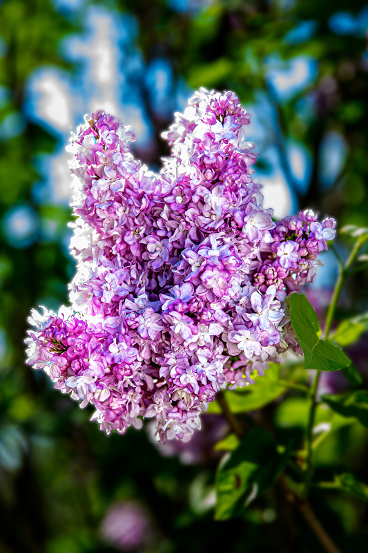 NY765.jpg :: In May Lilacs can often be seen emerging from budding to full petals

Highland Park, Rochester NY - Spring 2020