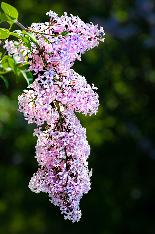 NY766.jpg :: In May Lilacs can often be seen emerging from budding to full petals

Highland Park, Rochester NY - Spring 2020