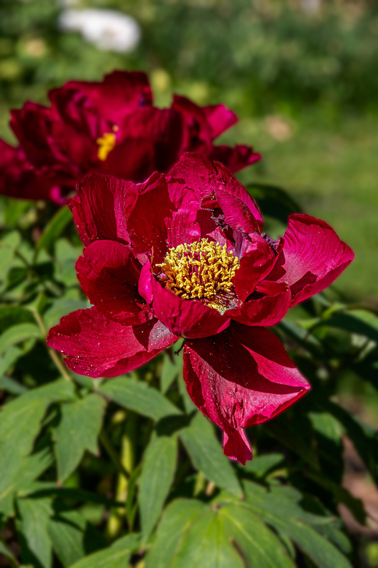 NY767.jpg :: Highland Park offers a spectacular section of peonies with a variety of beautiful colors

Rochester NY - Spring 2020