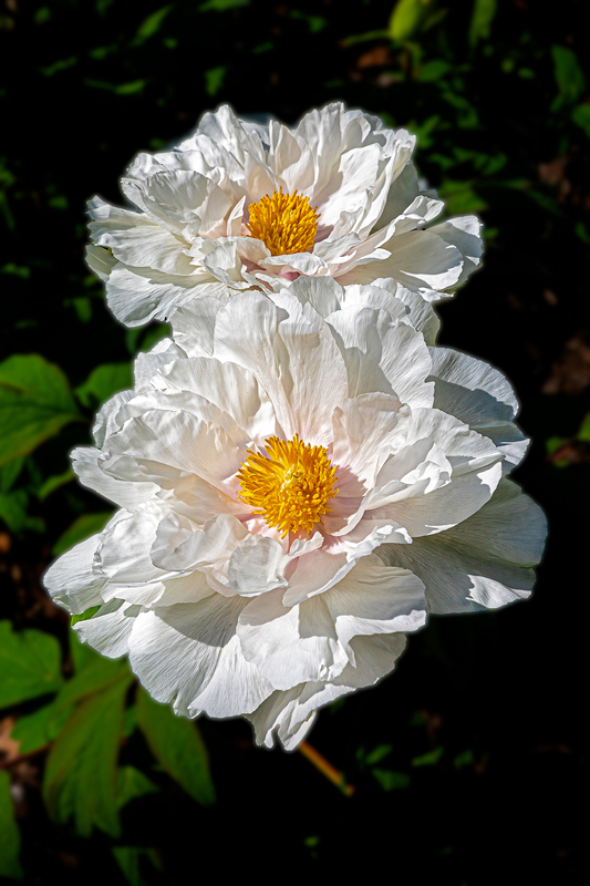 NY768.jpg :: Highland Park offers a spectacular section of peonies with a variety of beautiful colors

Rochester NY - Spring 2020