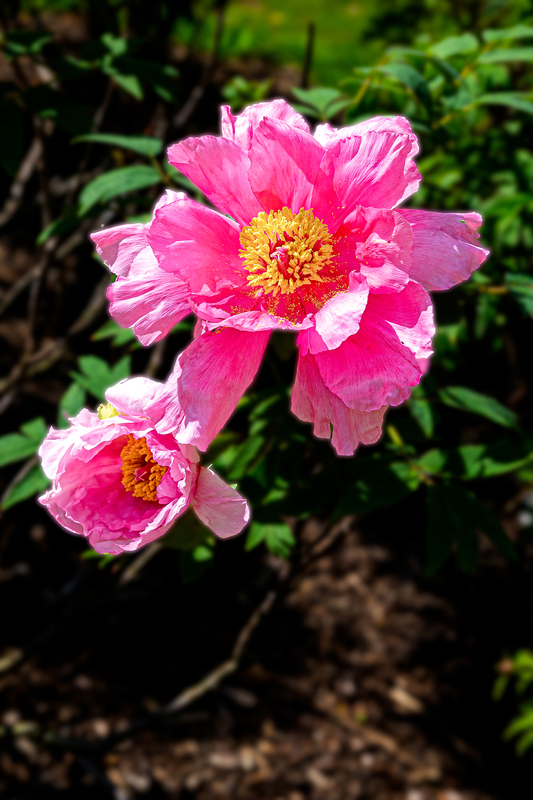 NY769.jpg :: Highland Park offers a spectacular section of peonies with a variety of beautiful colors

Rochester NY - Spring 2020