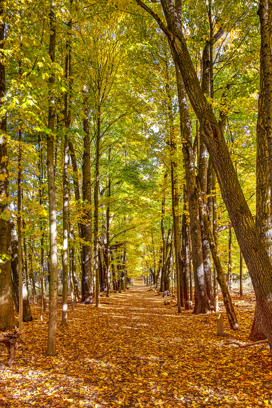 NY783.jpg :: Looking down the path at Mendon Pond's nature trail in late Fall

Mendon Ponds Park NY - Fall 2020