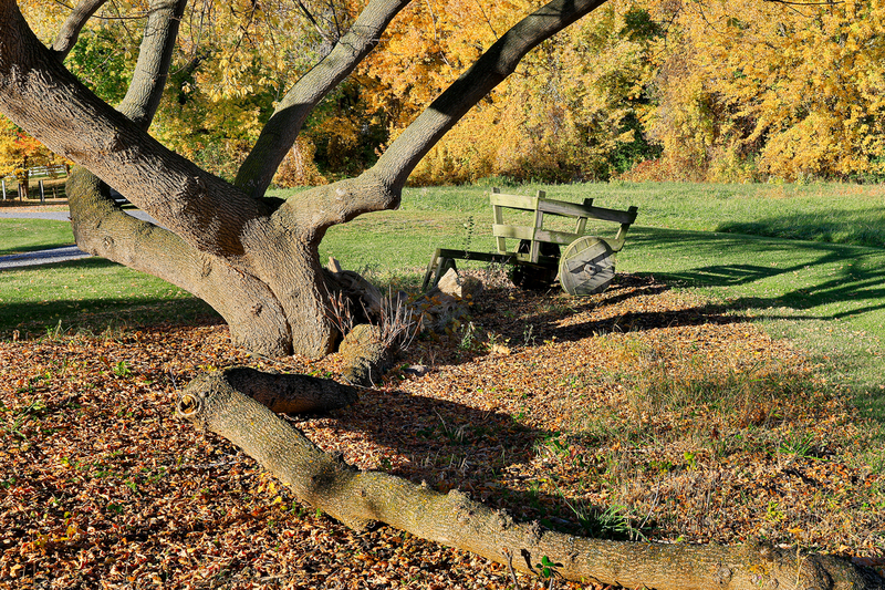 NY796.jpg :: Colonial period pull cart as it sits amongst the leaves beneath an unusual tree

Rush NY - Fall 2022