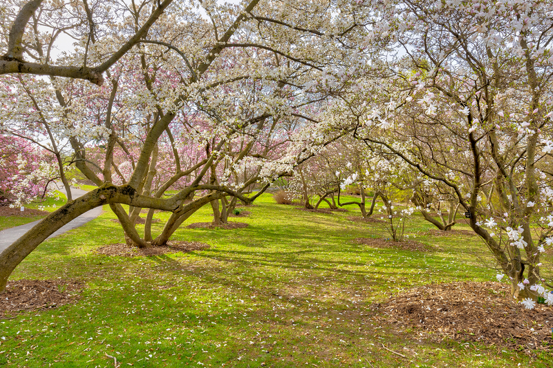 NY797.jpg :: Early Spring bloom at Highland Park

Rochester NY - Spring 2023