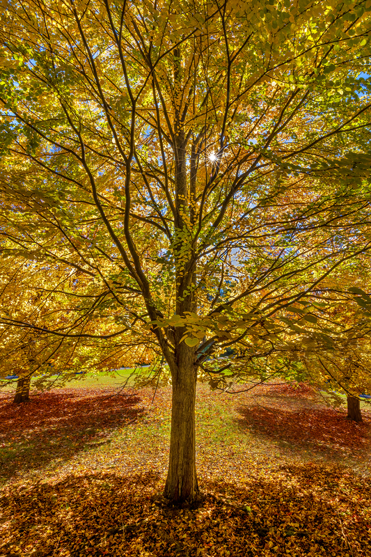 NY809.jpg :: Beautifully backlit tree with the Sun poking through

Mendon Ponds NY - Fall 2023