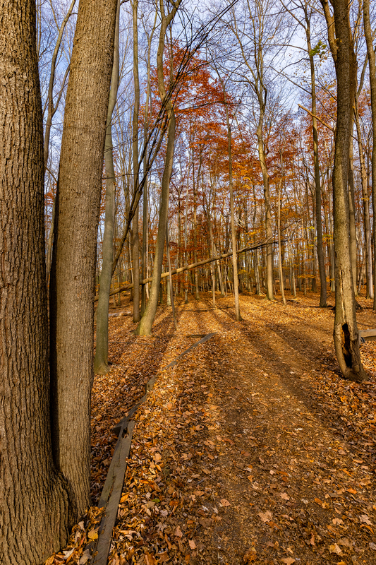 NY813.jpg :: The forest at Tinker Park on beautiful Fall day

Henrietta NY - Fall 2023