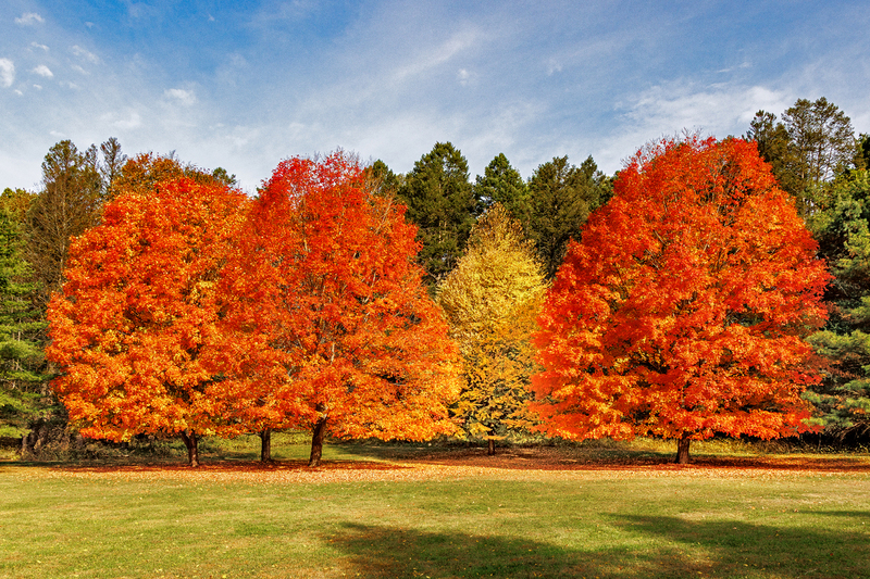 NY830.jpg :: Vibrant colors adorn Mendon Ponds' Fall foliage

Mendon Ponds NY - Fall 2025