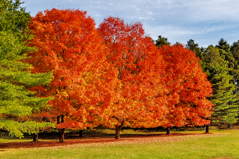 NY831.jpg :: Vibrant colors adorn Mendon Ponds' Fall foliage

Mendon Ponds NY - Fall 2025
