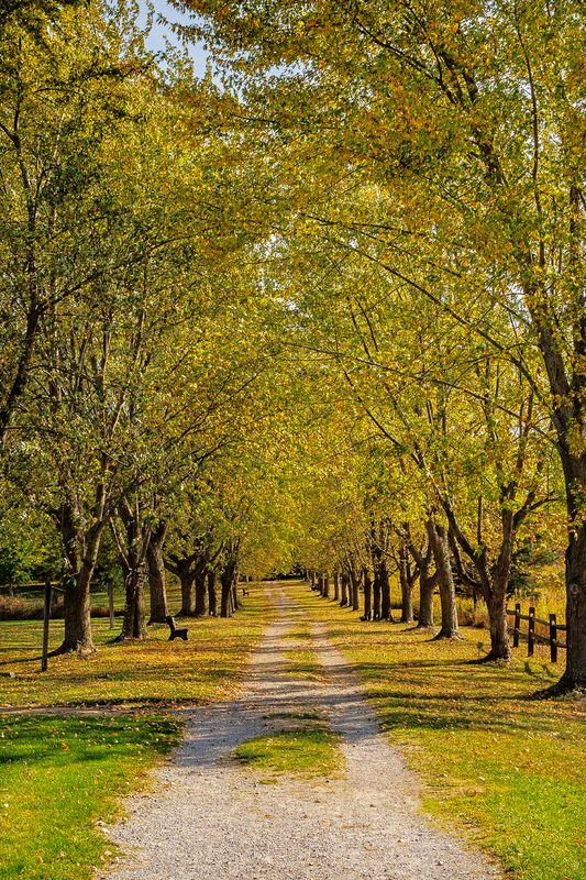 NY832.jpg :: One of Tinker Parks' main trails on a beautiful Fall day

Henrietta NY - Fall 2025