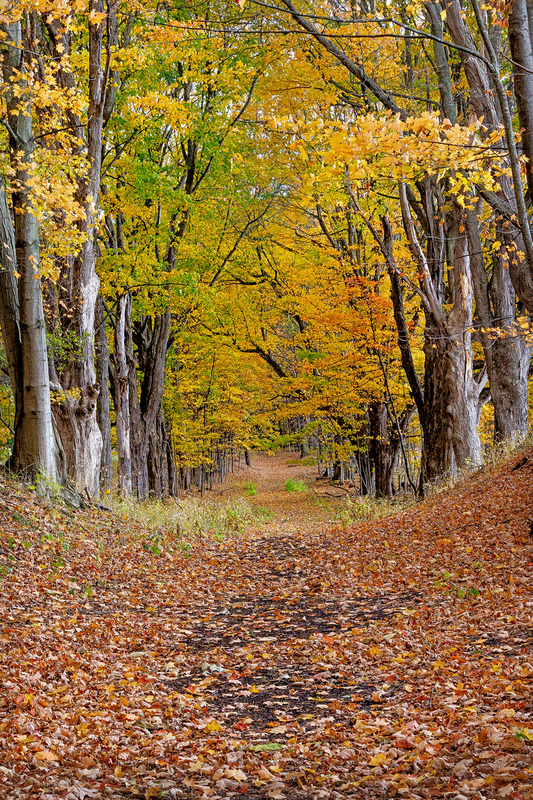 NY834.jpg :: A short but beautiful trail near the Pond Rd entrance to the park

Mendon Ponds Park NY - Fall 2025