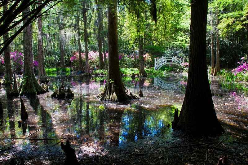 SC021.jpg :: Magnolia Plantation

Charleston area SC - Spring 2011