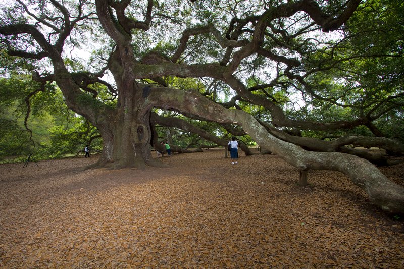 SC025.jpg :: Giant oak tree found in Angel Oak Park just outside of Charleston

Charleston area SC - Spring 2011