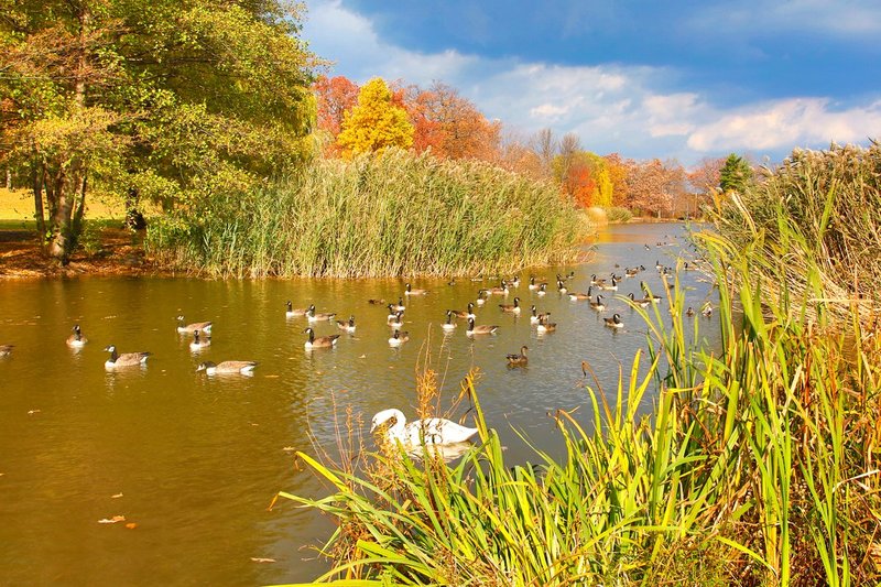 NY400.jpg :: Wildlife abound on Trout Lake, in late Fall, near the Seneca Park Zoo

Rochester NY - Fall 2014