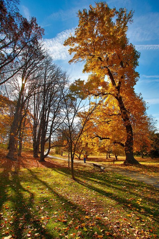 NY404.jpg :: The Sun flares through the late Fall trees illuminating the leaves in Highland Park

Rochester NY - Fall 2014