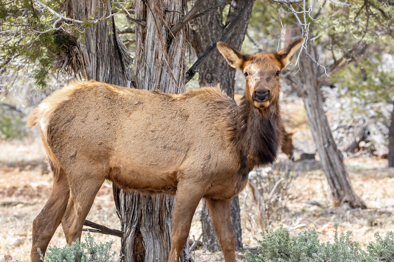 NA165.jpg :: An Elk wanders the woods just outside of Grand Canyon National Park

Grand Canyon National Park AZ - Winter 2019