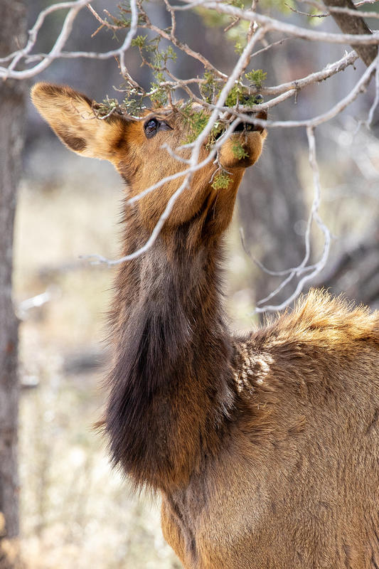 NA166.jpg :: An Elk grabbing an afternoon snack just outside of Grand Canyon National Park

Grand Canyon National Park AZ - Winter 2019