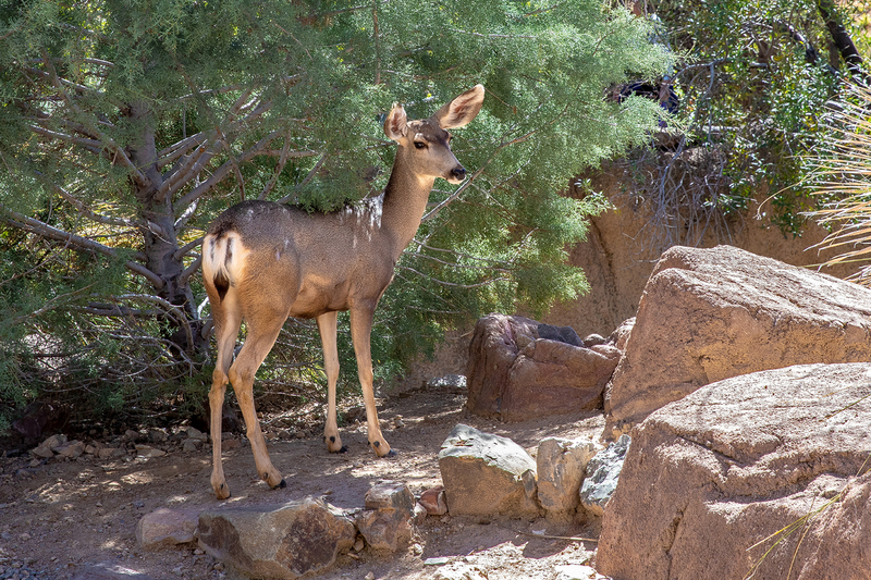 NA167.jpg :: A Mule Deer pauses to check out a nearby distraction in the Sonora Desert region

Tucson AZ - Winter 2019