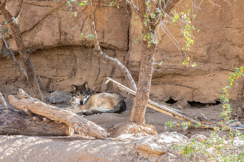 NA168.jpg :: A Mexican Gray Wolf taking a breather in the Sonora Desert region

Tucson AZ - Winter 2019