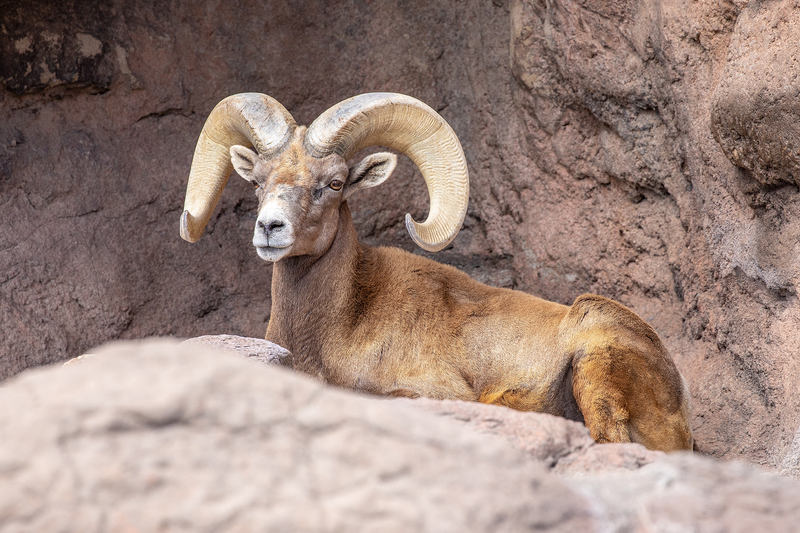 NA169.jpg :: A Big Horn Sheep relaxing in the mid day heat in the Sonora Desert region

Tucson AZ - Winter 2019
