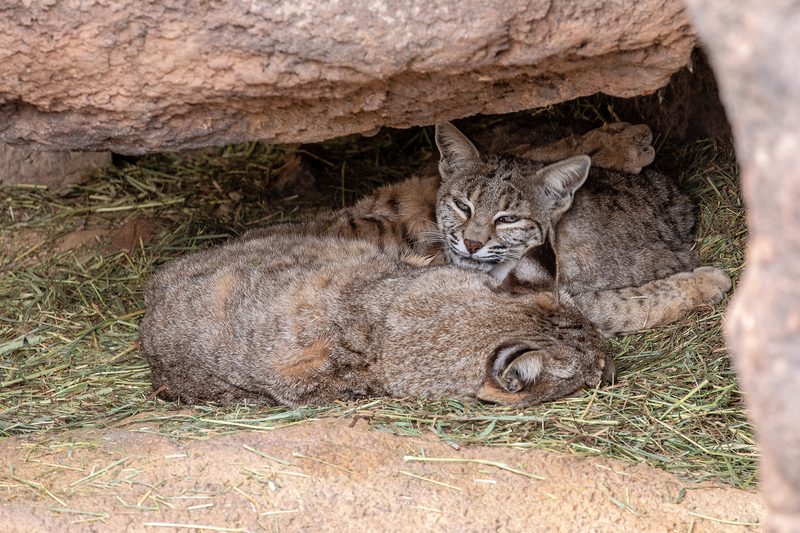 NA170.jpg :: A Bobcat cuddling with others while relaxing in the mid day warmth in the Sonora Desert region

Tucson AZ - Winter 2019