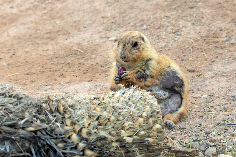 NA171.jpg :: A Prairie Dog takes time out for a mid day snack in the Sonora Desert region

Tucson AZ - Winter 2019
