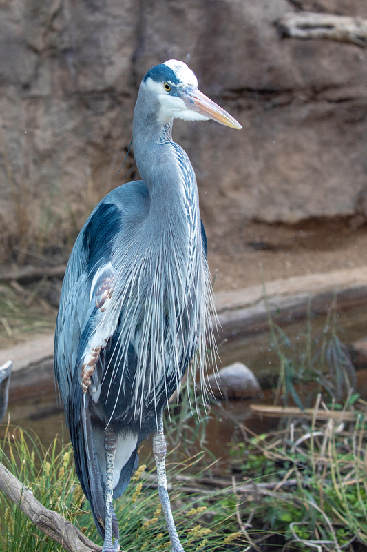 NA172.jpg :: The ever beautiful Blue Heron patiently checking out it's Sonora Desert environment

Tucson AZ - Winter 2019