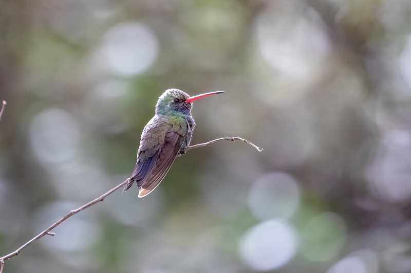 NA174.jpg :: The Hummingbird perched and waiting patiently for the next opportunity to dine

Tucson AZ - Winter 2019