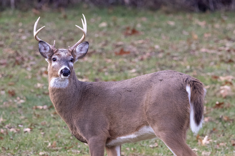 NA181.jpg :: A nearby Buck glancing back at anxious photographers

Mendon Ponds NY - Fall 2020