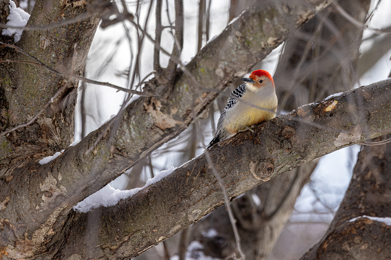 NA184.jpg :: A Red Bellied Woodpecker pauses before it's next meal down at the feeder

Rush NY - Winter 2021