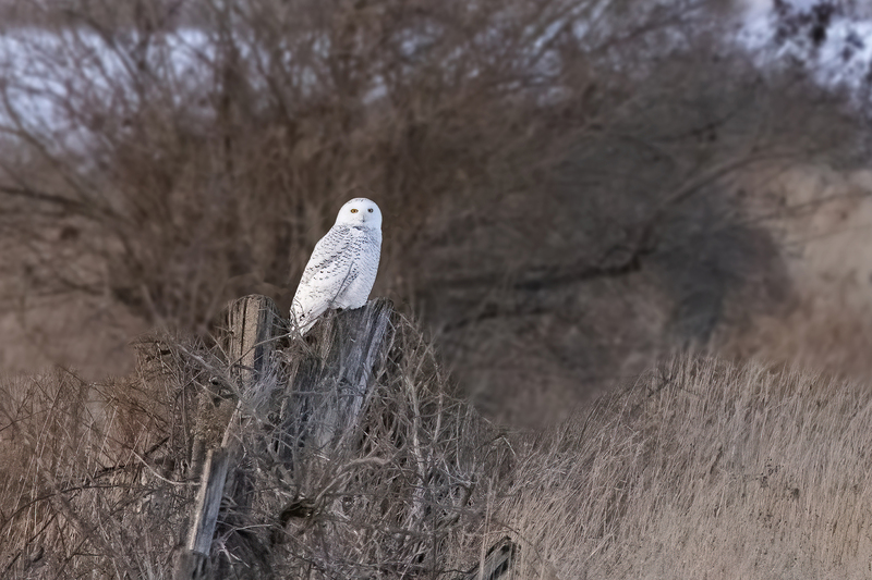 NA205.jpg :: A snowy owl sit perched on a pole while checking out the throng of photographers nearby

Avon NY - Winter 2021