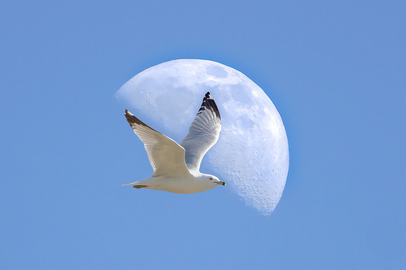 NA213.jpg :: A Ring-billed Gull flies over the Genesee River during a half moon

Rochester NY - Spring 2021