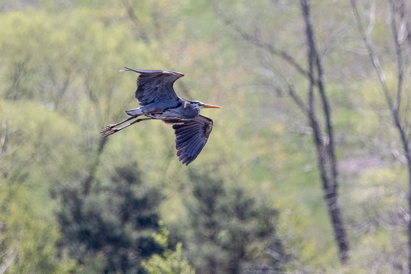 NA215.jpg :: A Blue Heron streaks gracefully across a pond

Perinton NY - Spring 2021