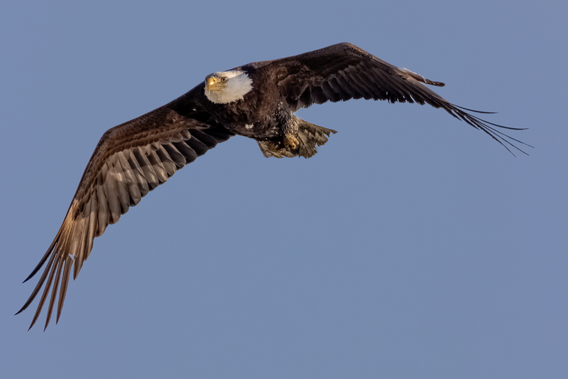 NA216.jpg :: A Bald Eagle heading back to it's tree perch at Montezuma Wildlife Refuge

Seneca Falls NY - Spring 2021