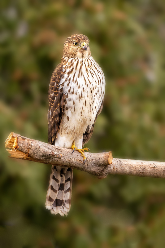 NA226.jpg :: A Coopers Hawk sits perched waiting to grab \