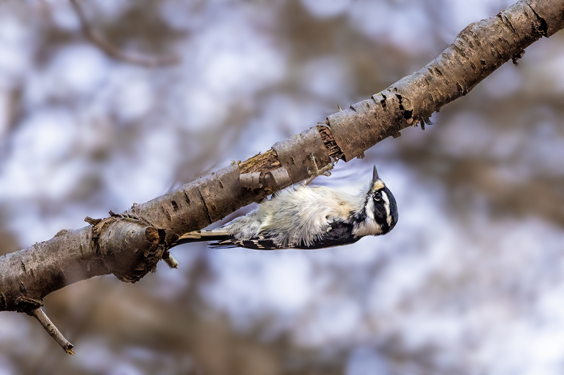 NA229.jpg :: A Hairy Woodpecker hangs upside down, in Mendon Ponds Park, preparing to dig into a branch

Honeoye Falls NY - Fall 2021