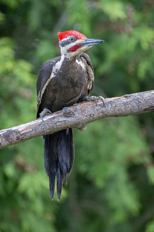 NA335.jpg :: Male Pileated Woodpecker

West Henrietta NY - Spring 2024