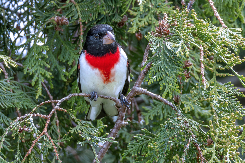 NA336.jpg :: Male Rose-breasted Grosbeak

West Henrietta NY - Spring 2024