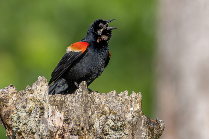 NA337.jpg :: Male Red Winged Blackbird

Henrietta NY - Spring 2024