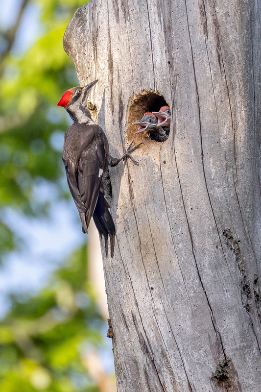 NA338.jpg :: Female Pileated Woodpecker with nestlings

Henrietta NY - Spring 2024