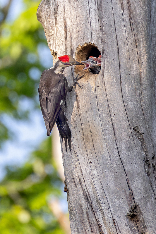 NA339.jpg :: Female Pileated Woodpecker feeding nestlings

Henrietta NY - Spring 2024