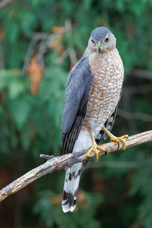NA346.jpg :: Sharp Shinned Hawk eyeing prey from perch

West Henrietta  NY - Fall 2024