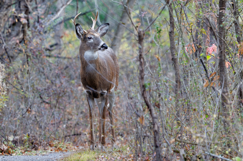 NA347.jpg :: Male (buck) Deer examining nearby movement

Mendon Ponds Park NY - Fall 2024