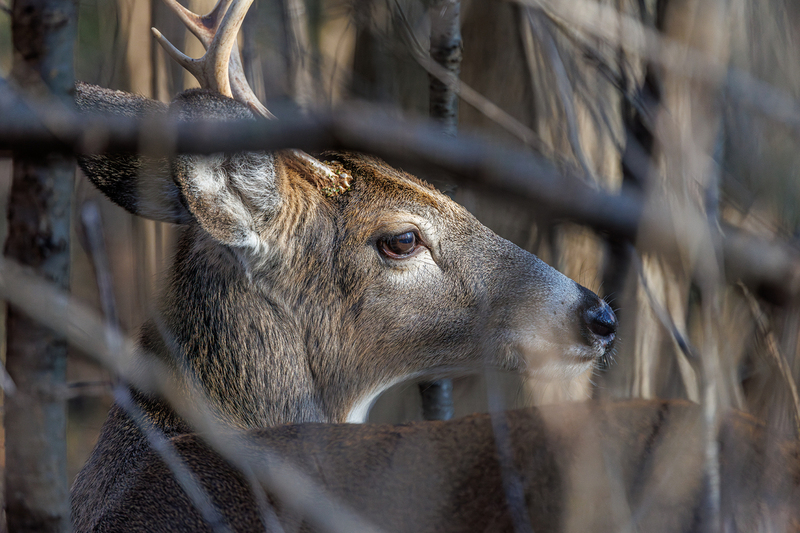 NA348.jpg :: Male (buck) Deer appears to pose in sunlight

Tinker Park NY - Fall 2024