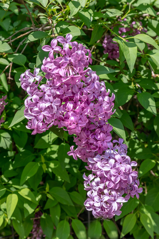NY672.jpg :: Intimate close up of some of the Lilac's that adorn the park

Central Park NY - Spring 2019