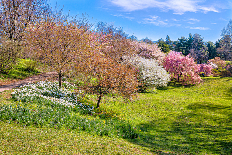NY756.jpg :: Looking down a colorful hillside on a beautiful morning at Highland Park

Rochester NY - Spring 2020
