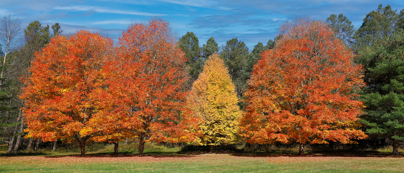 NY810.jpg :: Panoramic view of richly colored Fall foliage

Mendon Ponds NY - Fall 2023