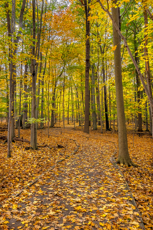 NY811.jpg :: Walking though the forest at Tinker Park on a pleasant Fall day

Henrietta NY - Fall 2023